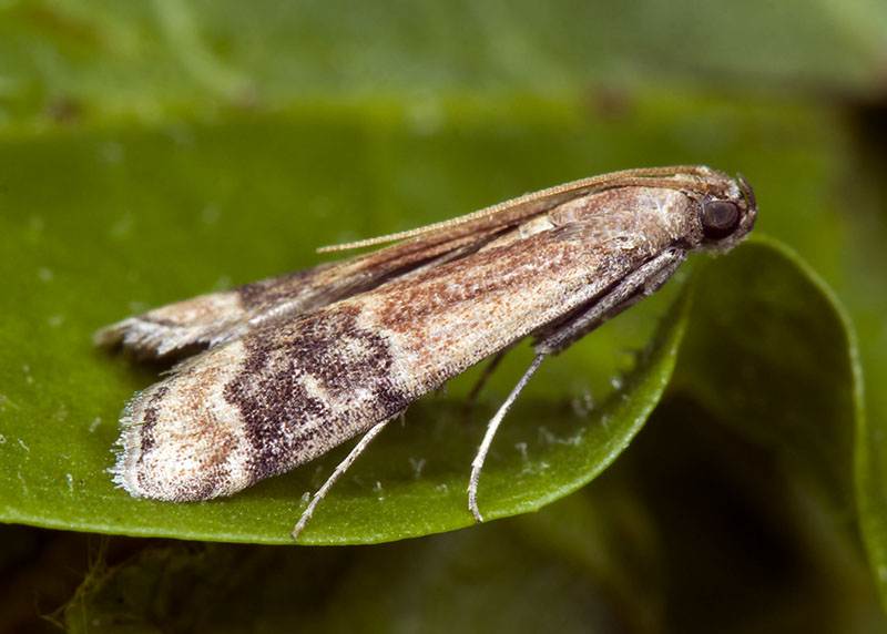 Euzopherodes charlottae, Pyralidae